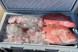 ikan dalam es dari polar ice machine untuk penyimpanan ikan agar lebih awet